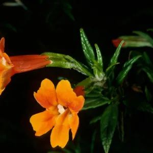 Santa Cruz Island, Mimulus longiflorus x flemingii, upper Islay Canyon
