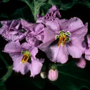 Santa Cruz Island, Solanum clokeyi, West of Embudo Canyon
