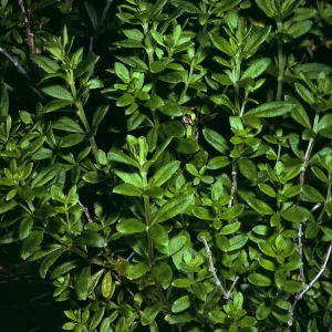 Santa Cruz Island, Galium buxifolium, sea bluffs, West of Eagle Canyon