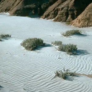 Santa Cruz Island, Atriplex leucophylla, just East of mouth of Johnson Canyon