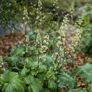 Santa Barbara Botanic Garden, Heuchera maxima, Arroyo Section