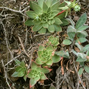 Santa Cruz Island, Dudleya candelabrum, Cañada Del Medio