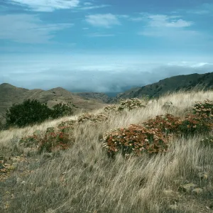 Santa Cruz Island, Eriogonum arborescens, North ridge near marker “John”
