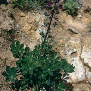 Santa Cruz Island, Lupinus hirsutissimus, S-facing bluffs, just West of Laguna Canyon