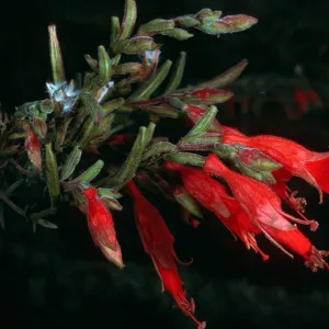 Santa Cruz Island, Zauschneria canum (=Epilobium canum), South Ridge Road, above Laguna Canyon