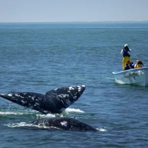 Baja, San Ignacio Lagoon, watching Grey Whales