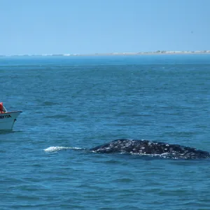 Baja, San Ignacio Lagoon, watching Grey Whales