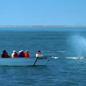 Baja, San Ignacio Lagoon, watching Grey Whales