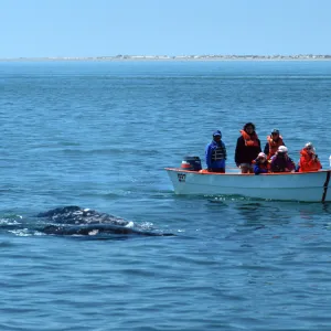 Baja, San Ignacio Lagoon, watching Grey Whales