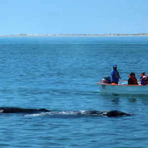 Baja, San Ignacio Lagoon, watching Grey Whales