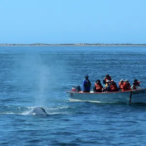 Baja, San Ignacio Lagoon, watching Grey Whales