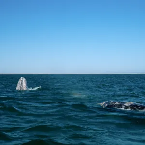 Baja, San Ignacio Lagoon, Grey Whales