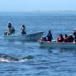 Baja, San Ignacio Lagoon, watching Grey Whales