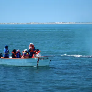 Baja, San Ignacio Lagoon, watching Grey Whales