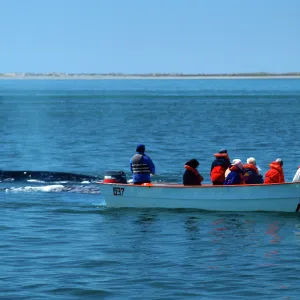 Baja, San Ignacio Lagoon, watching Grey Whales