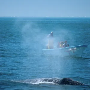 Watching Grey Whales, Baja, San Ignacio Lagoon