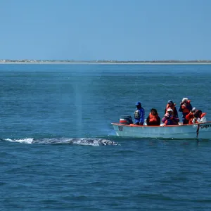 Baja, San Ignacio Lagoon, watchng Grey Whales