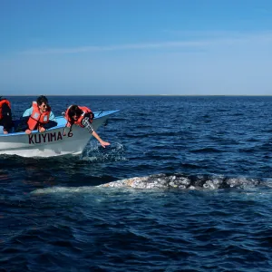 Baja, San Ignacio Lagoon, Grey Whale encounter