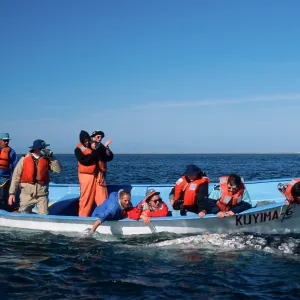 Baja, San Ignacio Lagoon, Grey Whale encounter