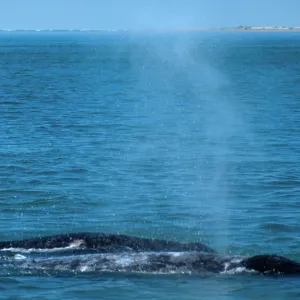Baja, San Ignacio Lagoon, Grey Whale & calf