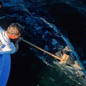 Baja, San Ignacio Lagoon, brushing Grey Whale off stern of boat