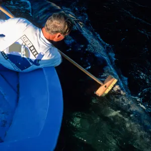 Baja, San Ignacio Lagoon, brushing Grey Whale off stern of boat