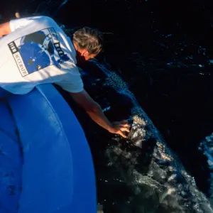 Baja, San Ignacio Lagoon, touching Grey Whale off stern of boat