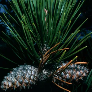 Santa Cruz Island, Pinus remorata, Los Piños Del Sur