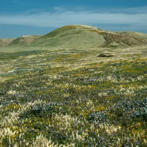 Santa Rosa Island, Phacelia, Lasthenia, Cirsium, Coastal Grassland, near Jaw Gulch