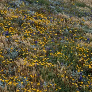 Santa Rosa Island, Layia (tidy tips), Delphinium (larkspur), Eriogonum (wild buckwheat) , Carrington Point