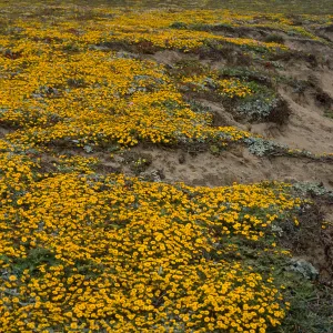 Santa Rosa Island, Layia (tidy tips), West side of Carrington Point