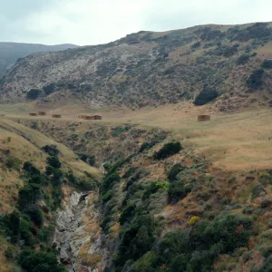 Santa Rosa Island, campground, Water Canyon