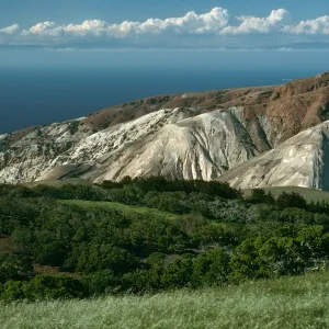 Santa Cruz Island, China Pines