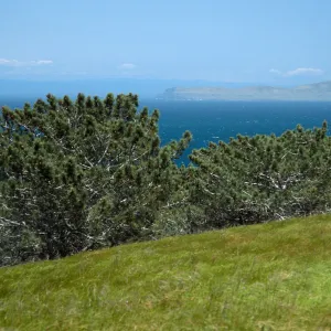 Santa Rosa Island, Torrey Pines