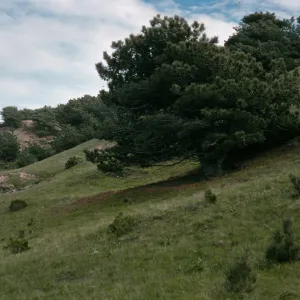 Santa Rosa Island, Torrey Pines