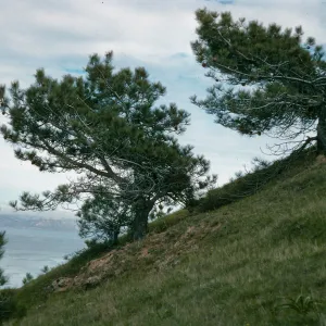 Santa Rosa Island, Torrey Pines