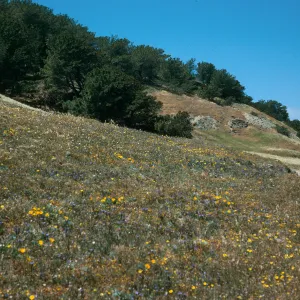 Santa Rosa Island, Torrey Pines, Beechers Bay