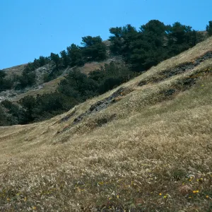 Santa Rosa Island, Torrey Pines, Beechers Bay