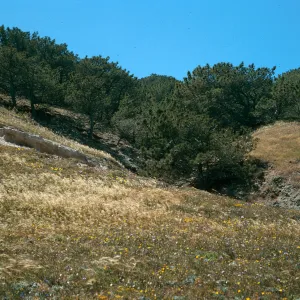 Santa Rosa Island, Torrey Pines, Beechers Bay