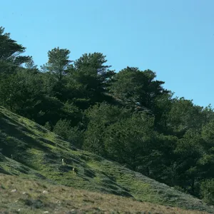 Santa Rosa Island, Torrey Pines