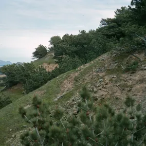 Santa Rosa Island, Torrey Pines