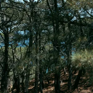 Santa Rosa Island, Torrey Pines