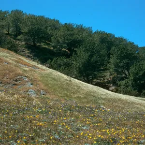 Santa Rosa Island, Torrey Pines, Beechers Bay