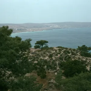 Santa Rosa Island, Torrey Pines