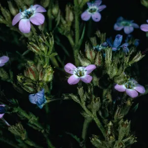 Santa Rosa Island, Gilia tenuiflora hoffmannii