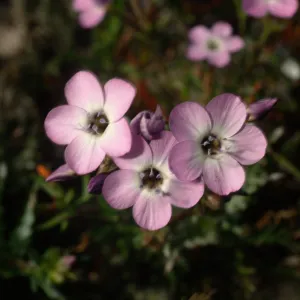 Santa Rosa Island, Gilia tenuiflora hoffmannii, road to East Point