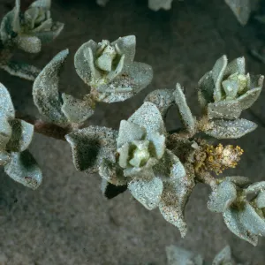 Atriplex leucophylla, surf