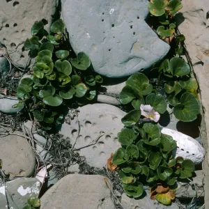 San Nicolas Island, Calystegia soldanella, West end of Red Eye Beach