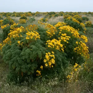San Nicolas Island, Coreopsis gigantea, Northwest of airfield