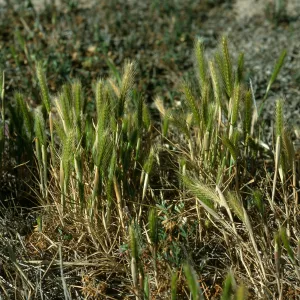 San Nicolas Island, Hordeum, south of field station